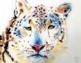 /album/aquarelles/leopard-des-neige-jpg/